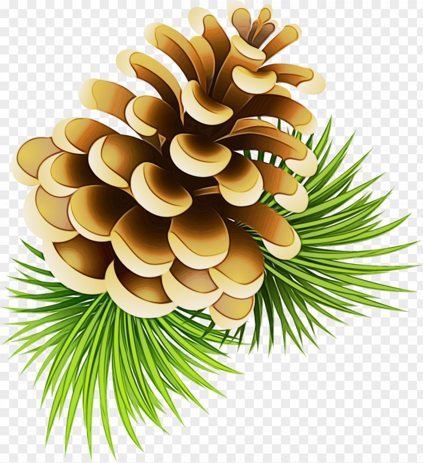 Western Yellow Pine Shortleaf Black Spruce Conifer Cone Conifers PNG