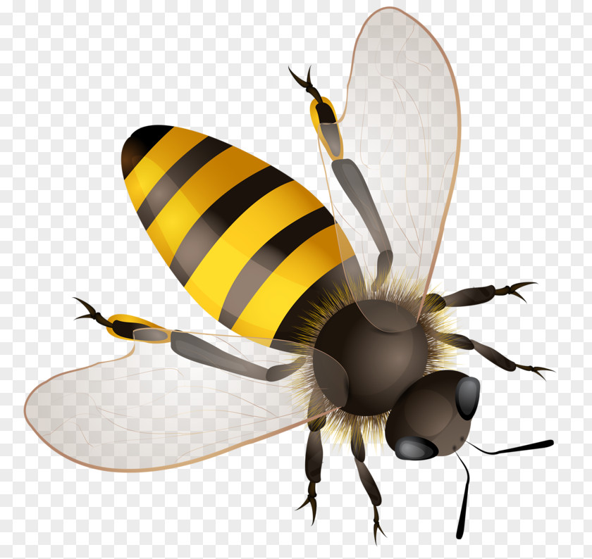 Yellow Bee Honey Clip Art PNG