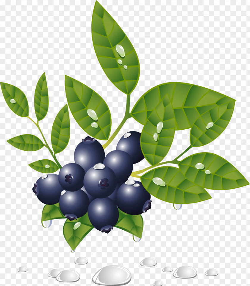 Berries PNG