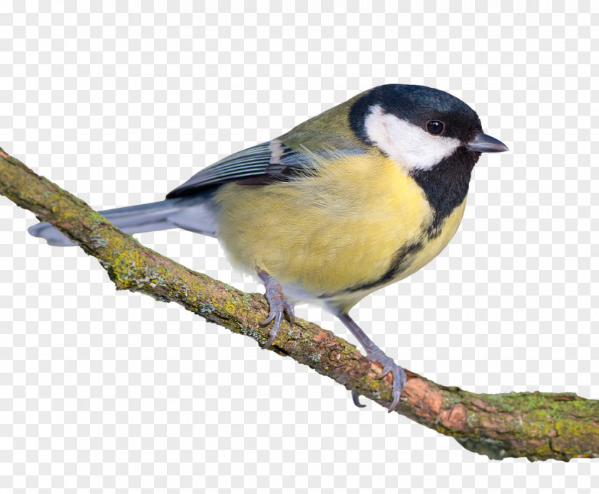 Bird Beak Great Tit American Sparrows Definition PNG