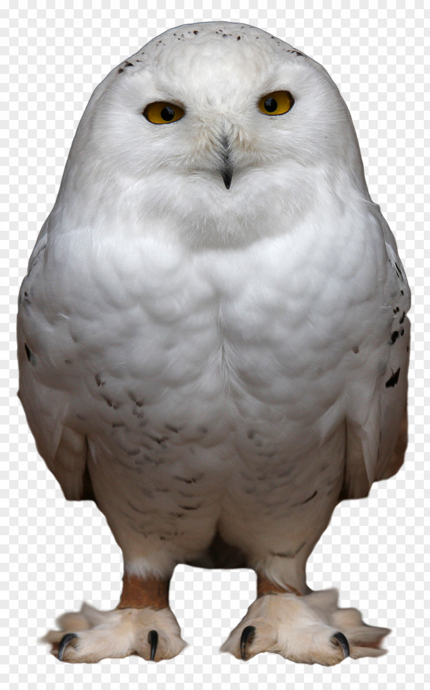 Birds Snowy Owl Bird Clip Art PNG
