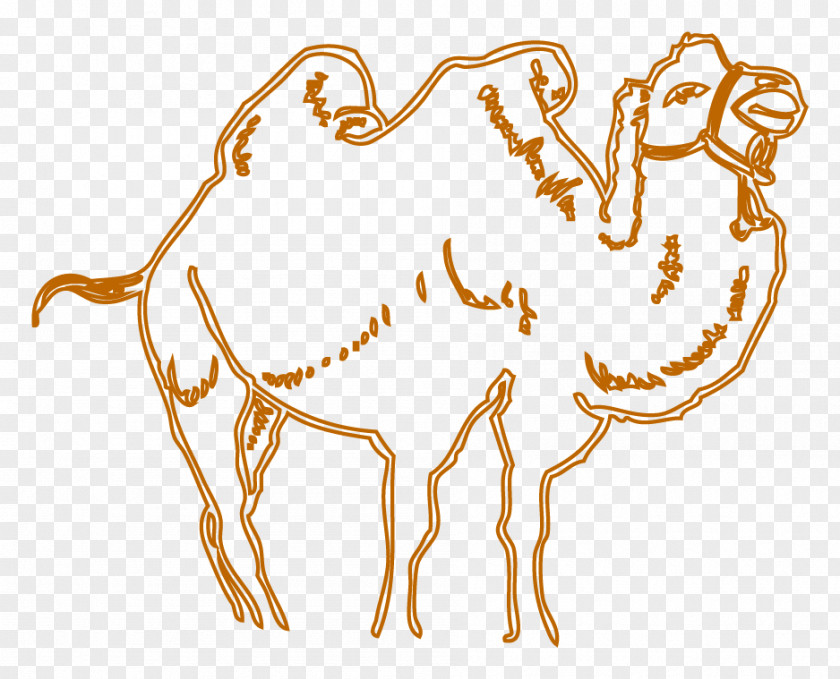 Camel Drawing Cartoon PNG