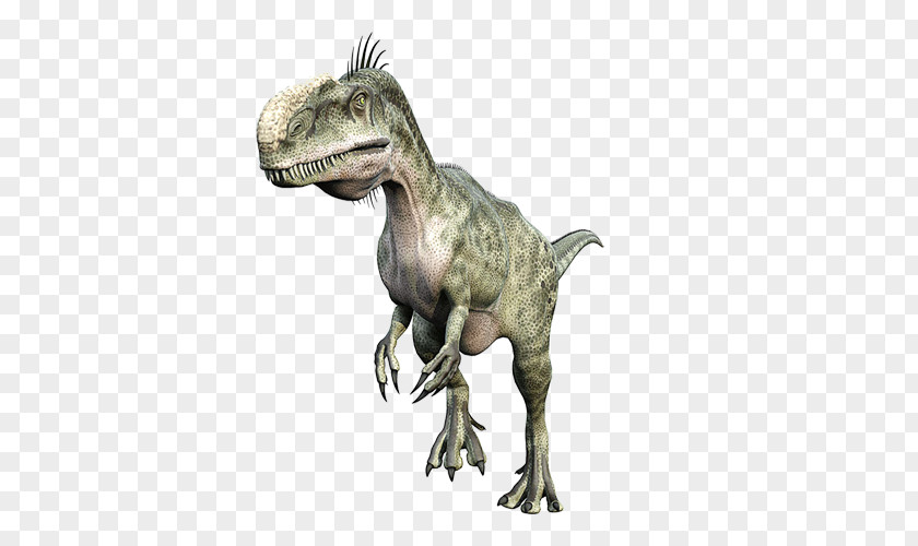 Dinosaur Tyrannosaurus Ceratosaurus Monolophosaurus Velociraptor Abelisaurus PNG