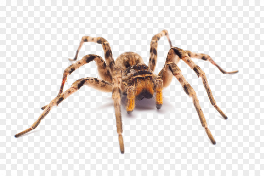 Spider Aptostichus Barackobamai Royalty-free PNG