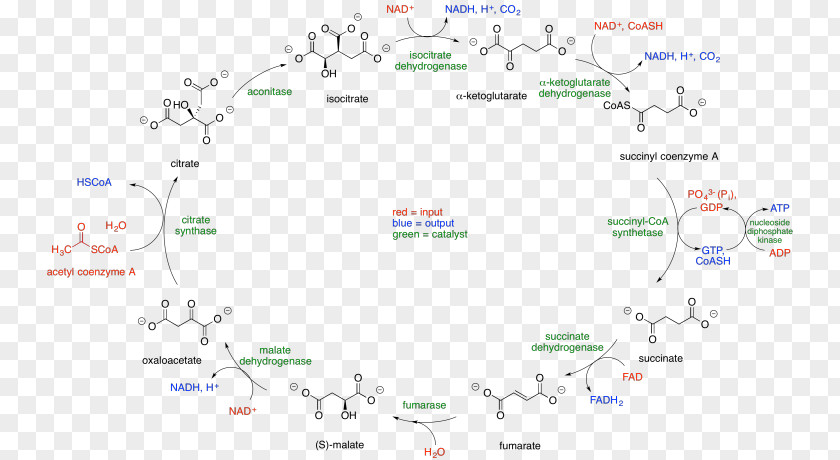 Succinate Dehydrogenase Citric Acid Cycle Coenzyme A Acetyl-CoA Tricarboxylic PNG