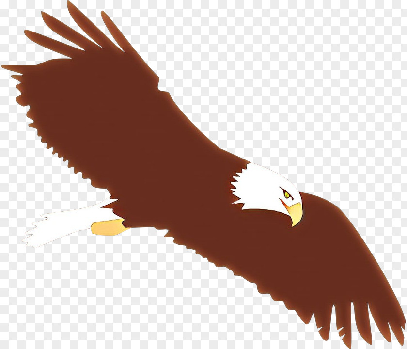 Tail Wing Bald Eagle Bird Of Prey Golden PNG