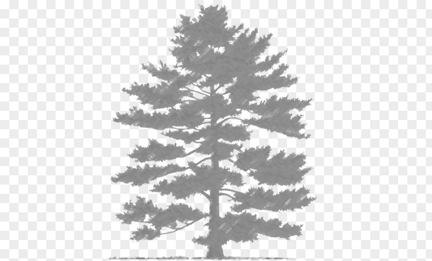 Tree Spruce Fir Scots Pine Evergreen Pinus Parviflora PNG