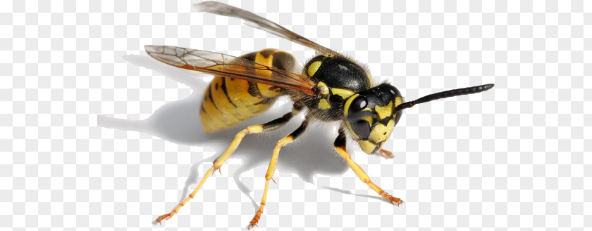 Bee Hornet Paper Wasp Insect PNG
