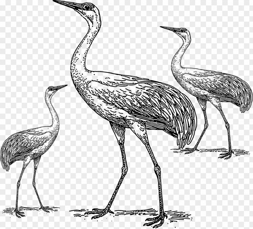 Bird Crane Drawing Clip Art PNG
