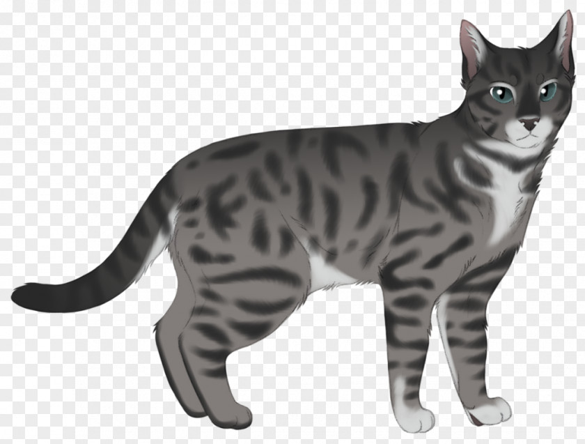 Coal Rising American Shorthair California Spangled Wirehair European Manx Cat PNG