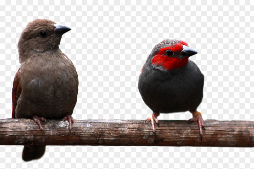 Finches Beak PNG