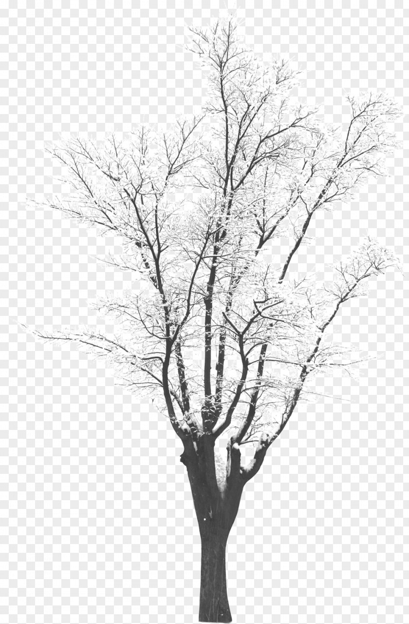 Fir-tree Tree Winter Monochrome Photography PNG