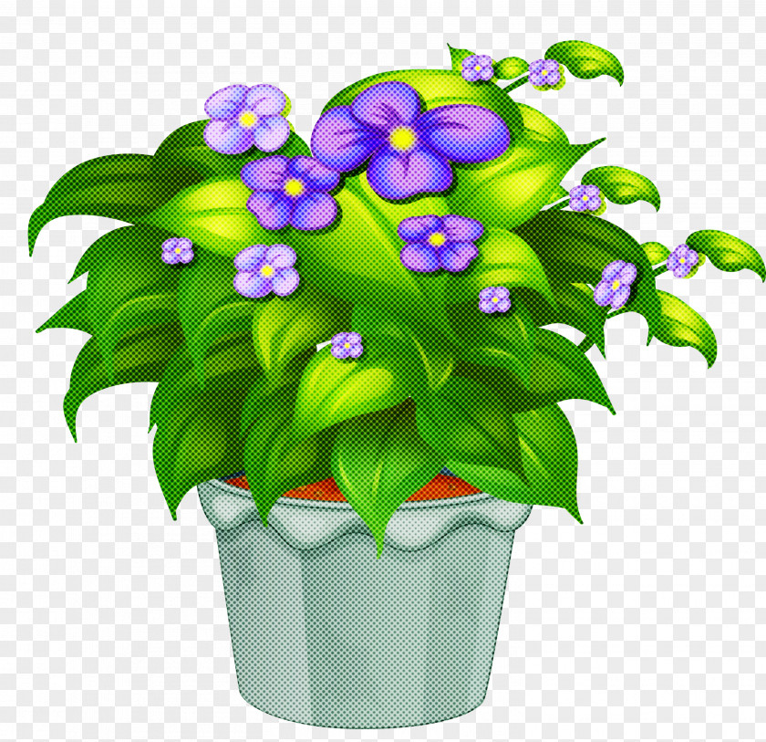 Flower Flowerpot Plant Violet Houseplant PNG