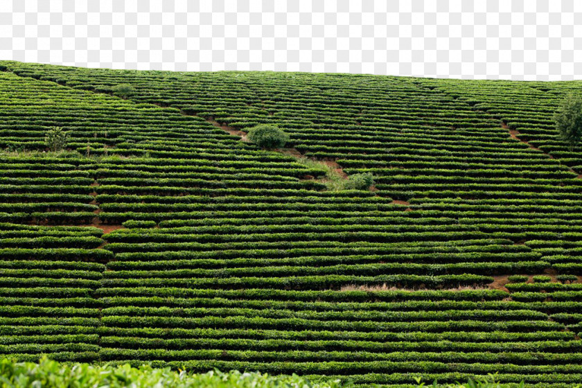 Green Tea Field White Miaoli County Fuding Longjing PNG