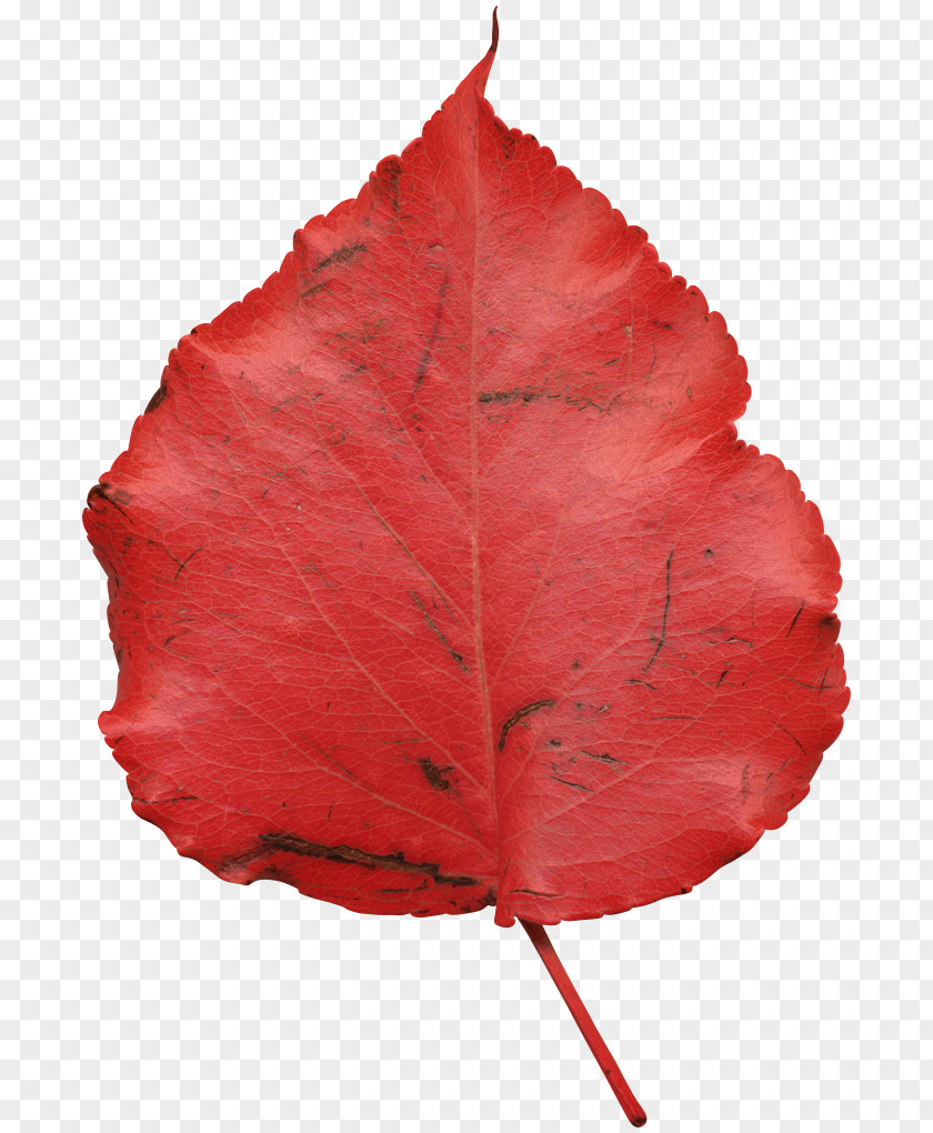 Mongroven Leaf PNG