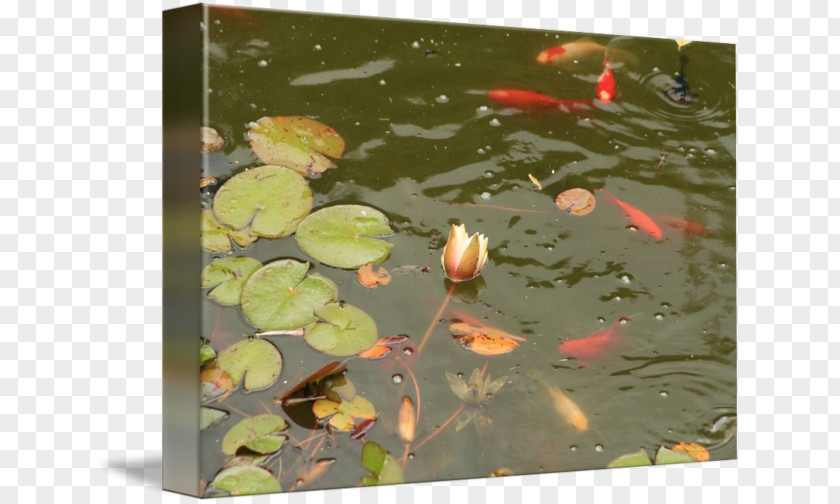 Water Lilies Koi Fish Pond Photography PNG