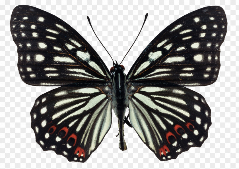 Butterfly Insect Hestina Assimilis Persimilis PNG