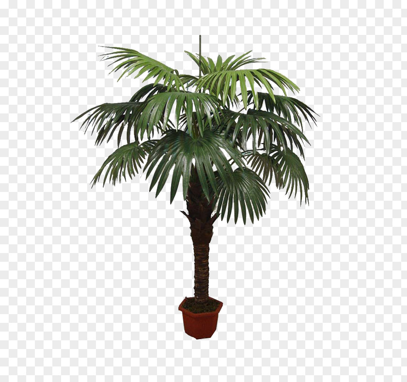 Coconut Asian Palmyra Palm Babassu Flowerpot Oil Palms PNG