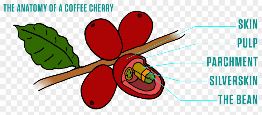 Coffee Fruit Bean Peaberry Metropolis Company PNG