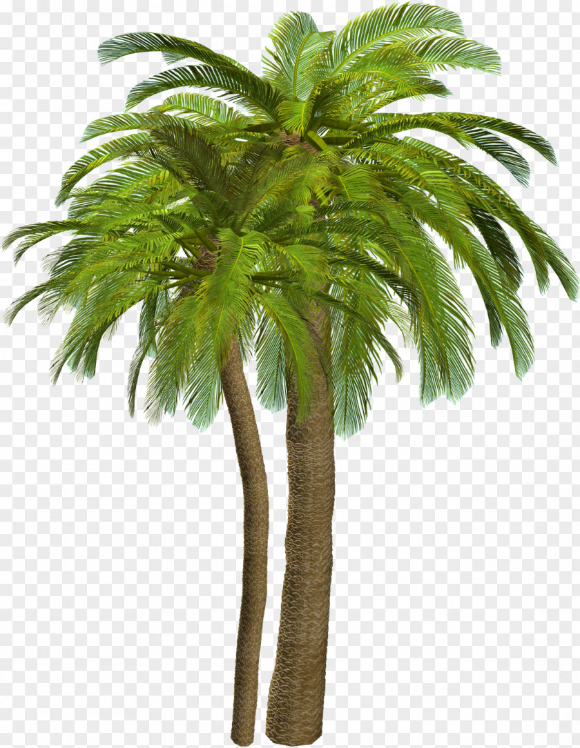 Conch Arecaceae Clip Art PNG