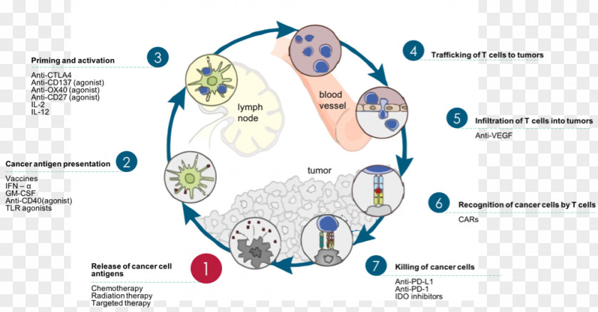 Magnified Cancer Cell Cartoon Immune System Immunology Cycle Therapy PNG