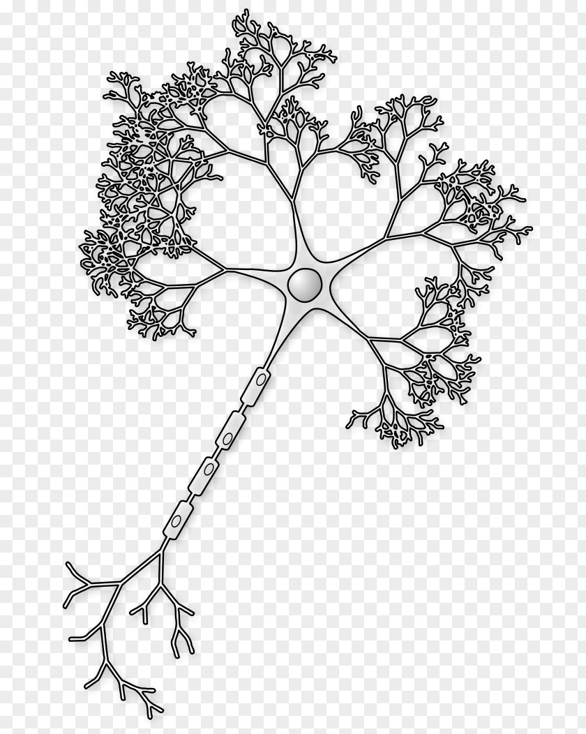 Neurons Neuron Axon Brain Soma Synapse PNG