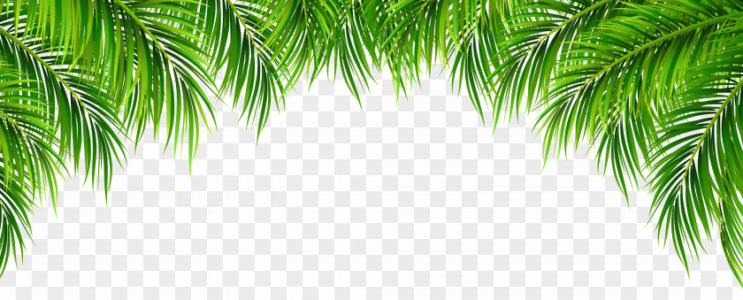 Palm Leaves Decor Clip Art Image Arecaceae Leaf PNG