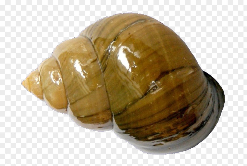 River Snail Chinese Mystery Clam Pomacea Canaliculata Bolinus Brandaris Mollusc Shell PNG