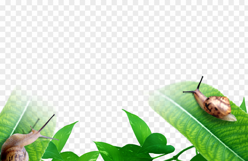 Snails And Green Leaves Orthogastropoda Drop PNG