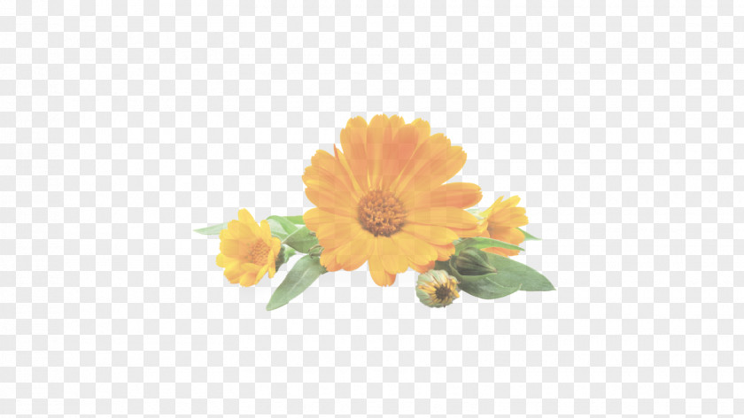 Zinnia Sunflower PNG