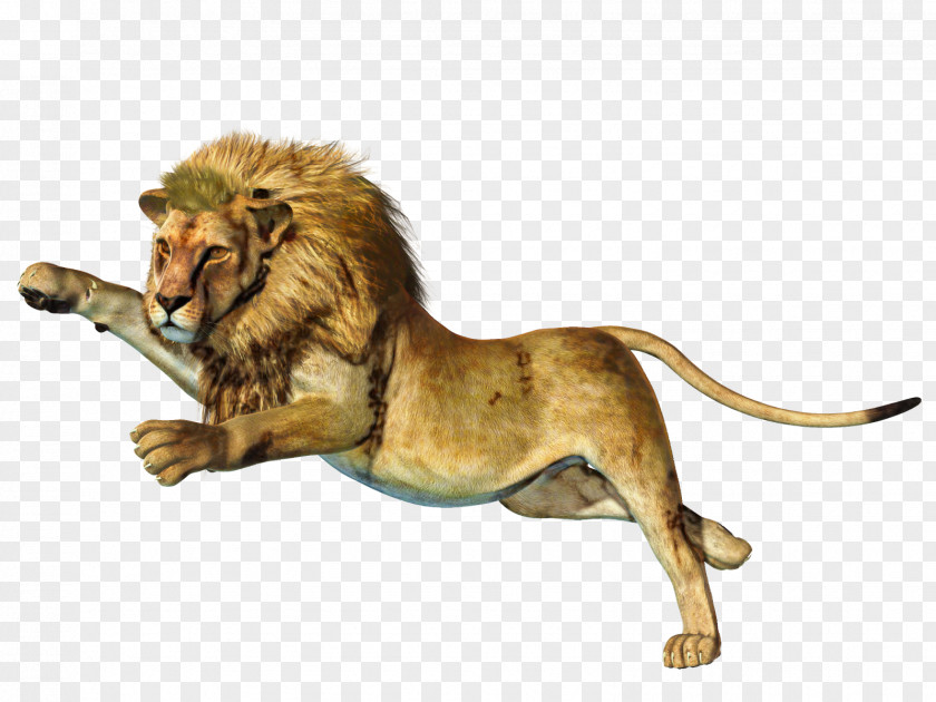 Lion DeviantArt Cat PNG