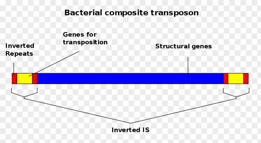 Son Transposable Element Insertion Sequence Mobile Genetic Elements Genome PNG