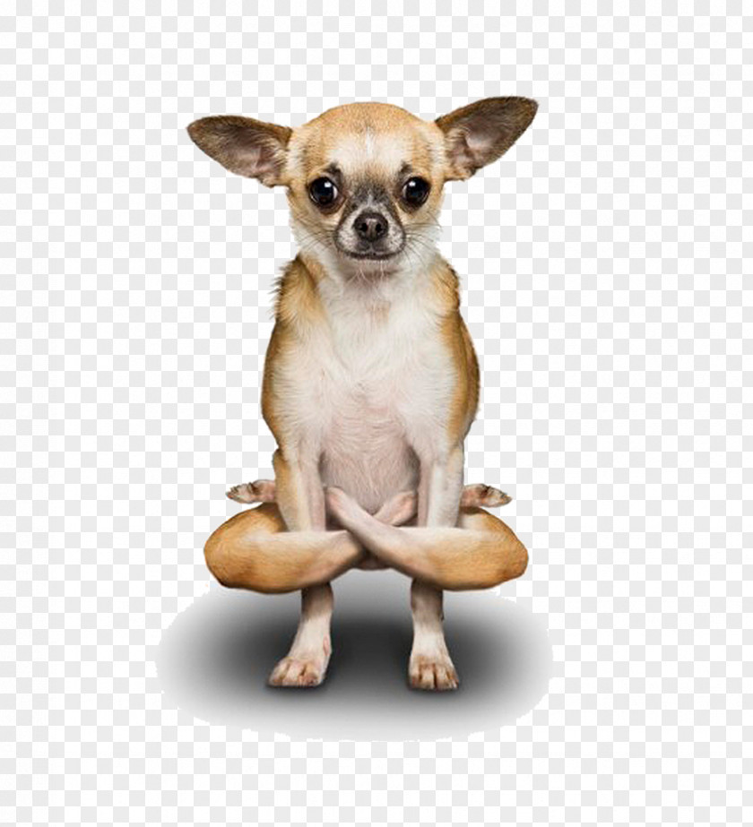 Yoga Dogs Poodle Chihuahua Doga PNG