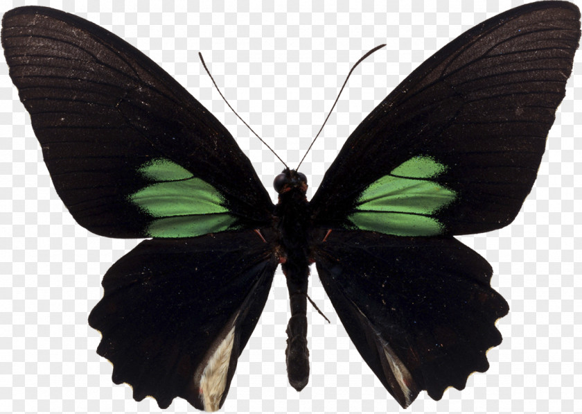 Butterfly Parides Sesostris Aeneas Black Swallowtail PNG