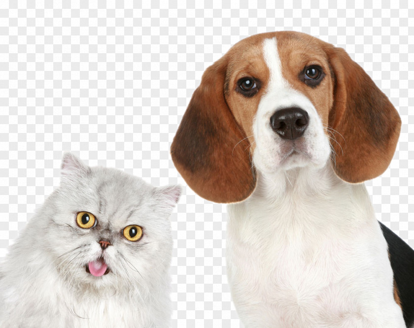 Dogs And Cats PNG and cats clipart PNG