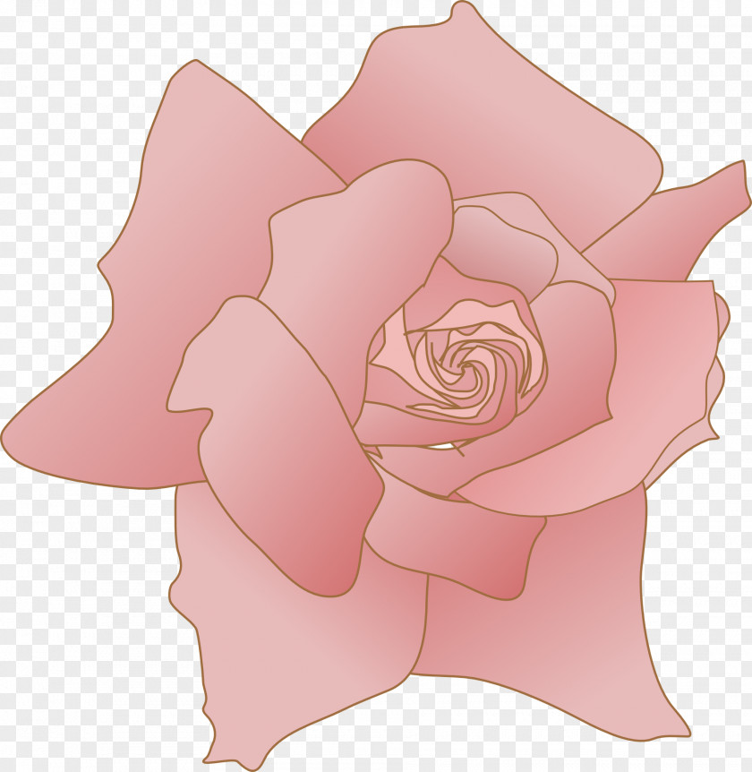 Flower Garden Roses Drawing Cabbage Rose Clip Art PNG