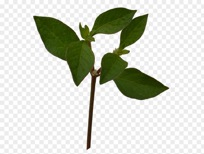 Plant Leaves Leaf PNG
