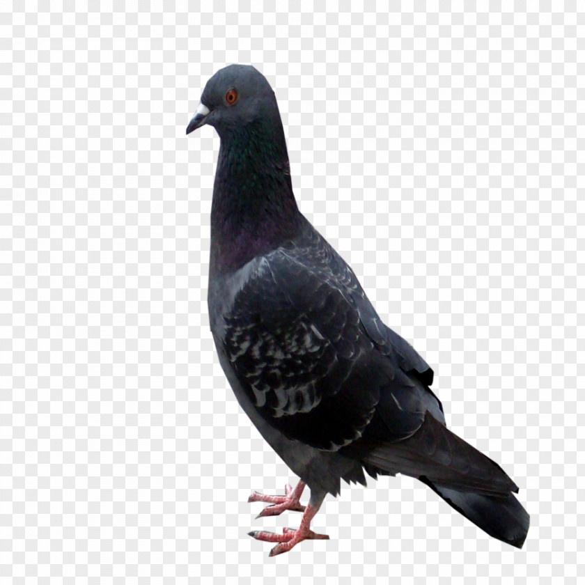 Rock Dove Columbidae Domestic Pigeon Beak Feather PNG