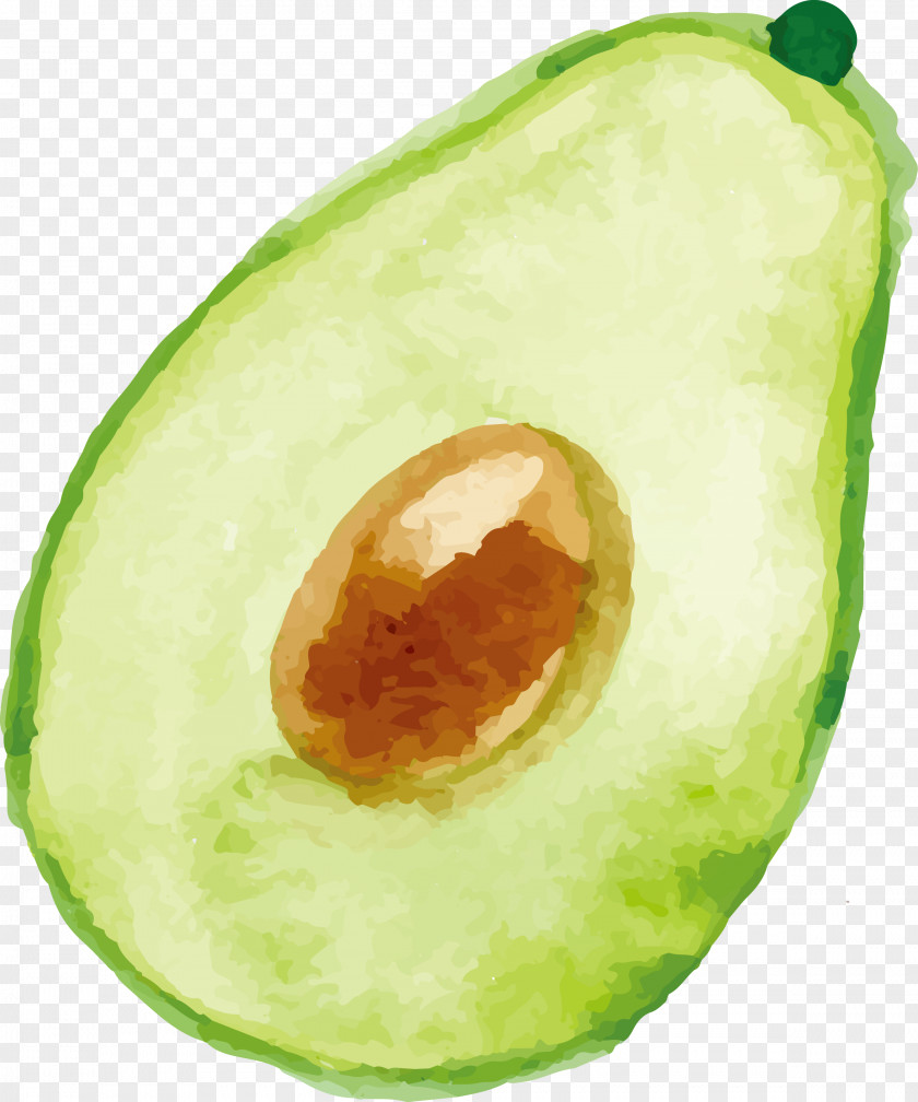 Avocado Vector Watercolor Painting PNG