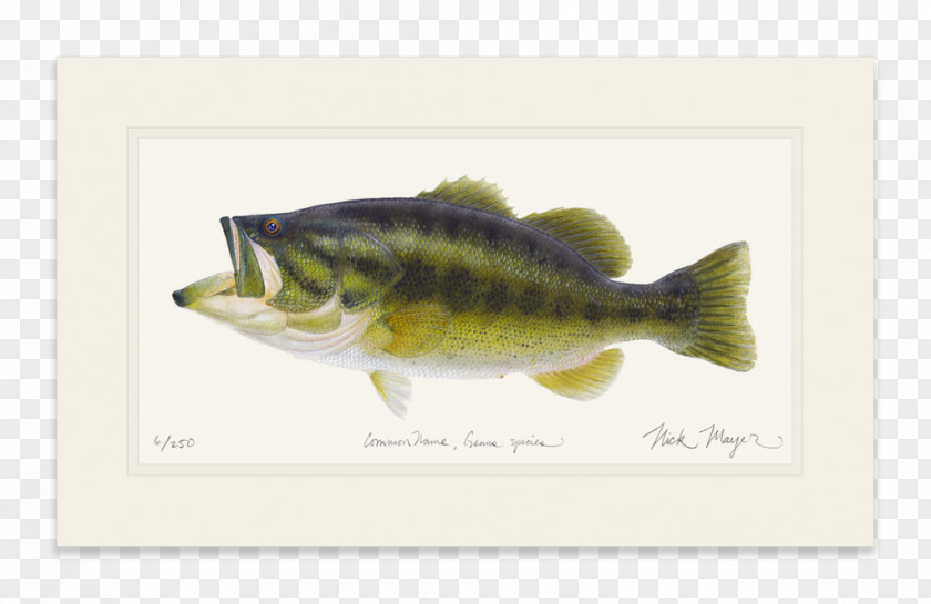 Double Twelve Posters Shading Material Largemouth Bass Striped Fish Perch PNG