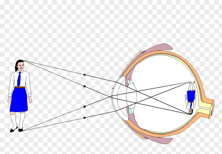 Eye Pattern Diagram Light Human PNG