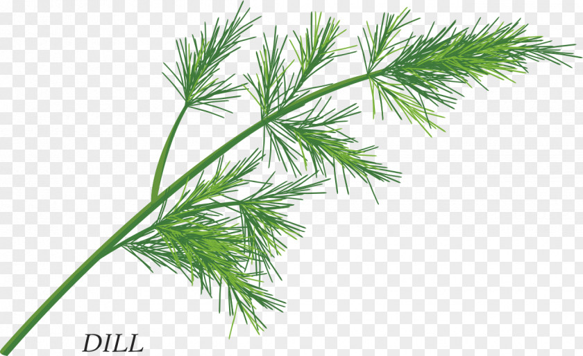 Herbs Herb Free Content Clip Art PNG