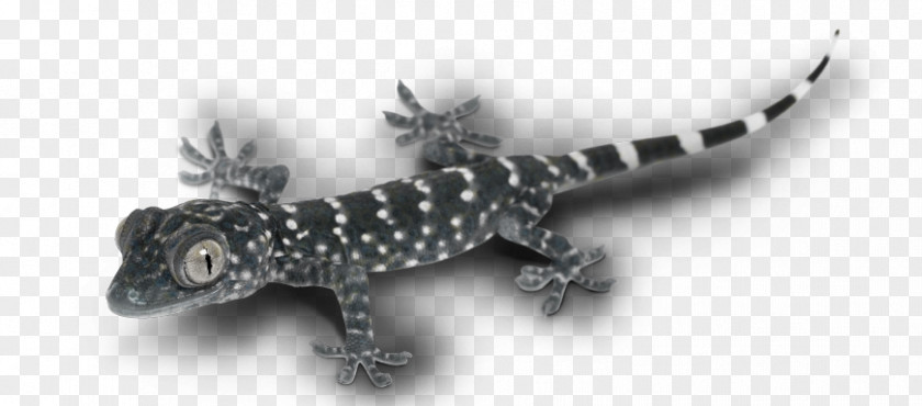 Lizard Gecko Terrestrial Animal PNG