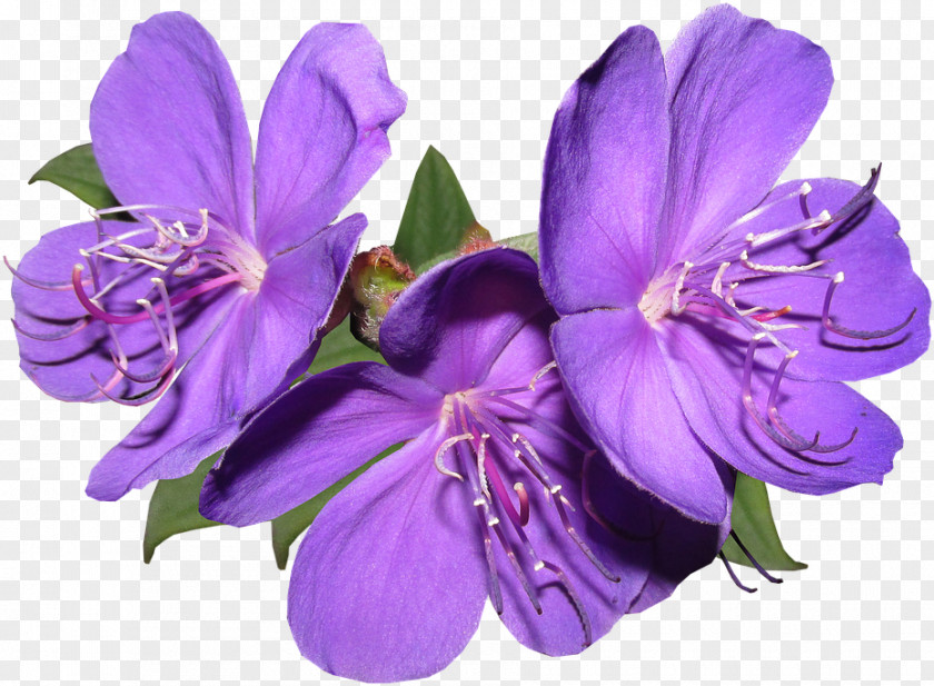 Melastome Family Bellflower Purple Flower Violet Petal Plant PNG