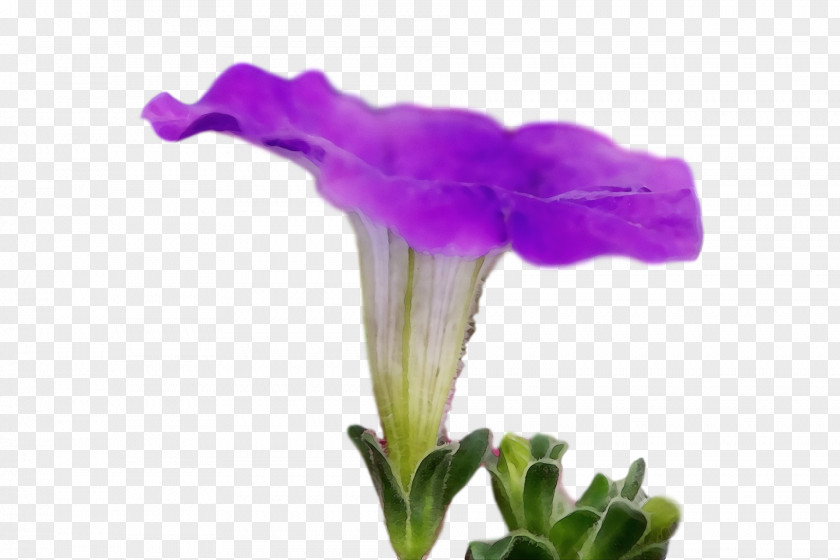 Plant Stem Cut Flowers Petal Purple PNG