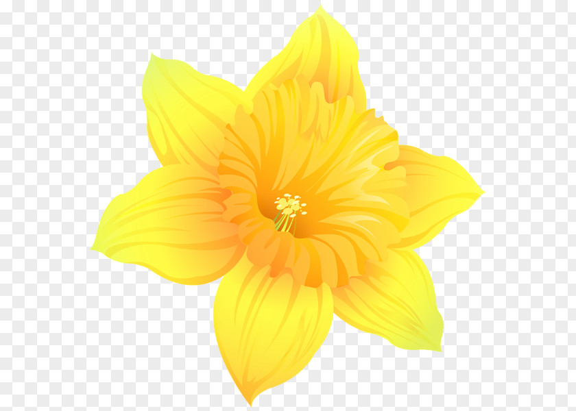 Transparent Daffodil Clip Art Image Photography PNG