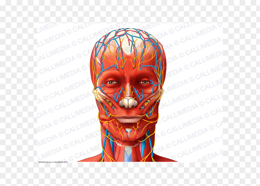 Blood Vessel Nerve Muscle Anatomy Head PNG