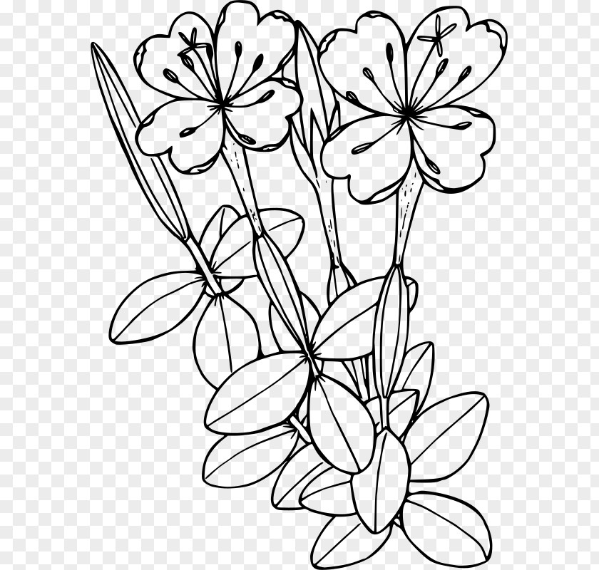 Flower Coloring Book Floral Design Wildflower Clip Art PNG