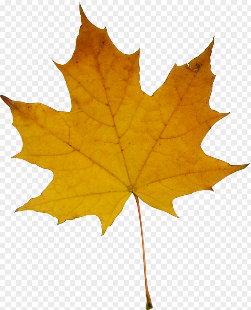 Autumn Leaves Maple Leaf Clip Art PNG