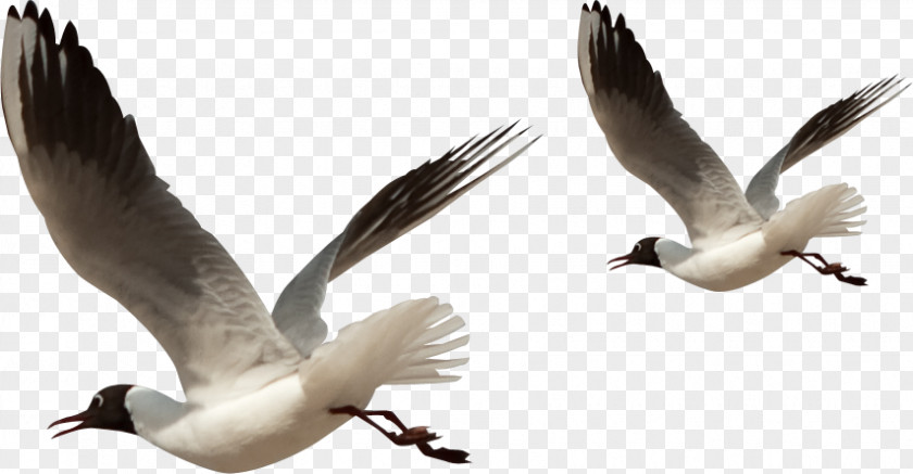 Bird Clip Art PNG